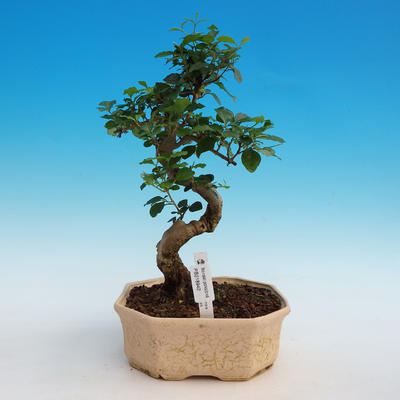 Pokojová bonsai - Ligustrum chinensis - stále zelený ptačí zob - 1