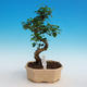 Pokojová bonsai - Ligustrum chinensis - stále zelený ptačí zob - 1/3