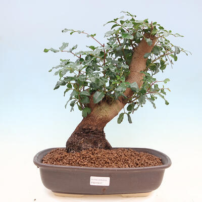 Pokojová bonsai - Rohovnik obecny,svatojansky chleb-Ceratonia sp. - 1