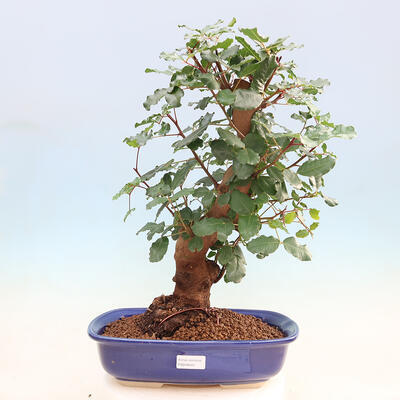 Pokojová bonsai - Rohovnik obecny,svatojansky chleb-Ceratonia sp. - 1