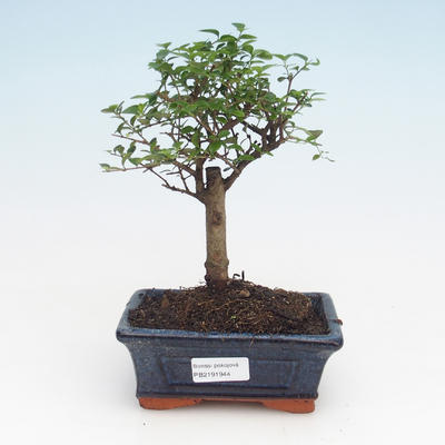 Pokojová bonsai -Ligustrum retusa - Ptačí zob PB2191944 - 1