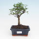 Pokojová bonsai -Ligustrum retusa - Ptačí zob PB2191944 - 1/3