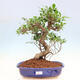 Pokojová bonsai - Ficus kimmen -  malolistý fíkus - 1/5