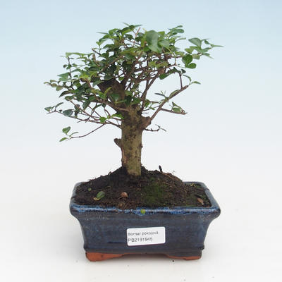 Pokojová bonsai -Ligustrum retusa - Ptačí zob PB2191945 - 1