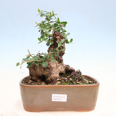 Pokojová bonsai - Jamovec širokolistý - Phillyrea latifolia - 1