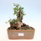Pokojová bonsai - Jamovec širokolistý - Phillyrea latifolia - 1/5