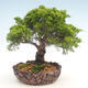 Venkovní bonsai - Juniperus chinensis Itoigawa-Jalovec čínský - 1/6