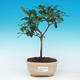 Pokojová bonsai - Australská třešeň - Eugenia uniflora - 1/3