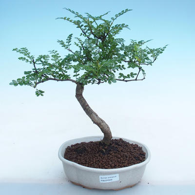 Pokojová bonsai - Zantoxylum piperitum - Pepřovník PB220948 - 1