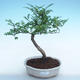 Pokojová bonsai - Zantoxylum piperitum - Pepřovník PB220948 - 1/4