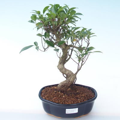 Pokojová bonsai - Ficus retusa -  malolistý fíkus PB2191914 - 1