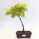 Acer palmatum Aureum - Javor dlanitolistý zlatý - 1/2