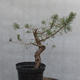 Yamadori - Pinus sylvestris - borovice lesní - 1/5