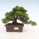 Venkovní bonsai - Juniperus chinensis Itoigawa-Jalovec čínský - 1/6