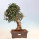 Pokojová bonsai - Olea europaea sylvestris -Oliva evropská drobnolistá - 1/7
