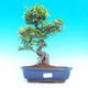 Pokojová bonsai -Malolistý jilm - P215953 - 1/3