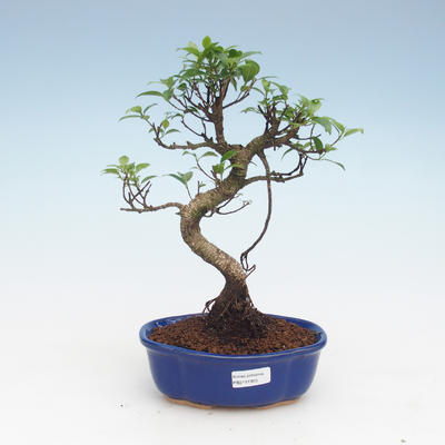 Pokojová bonsai - Ficus retusa -  malolistý fíkus PB2191955 - 1