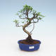 Pokojová bonsai - Ficus retusa -  malolistý fíkus PB2191955 - 1/2