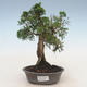 Venkovní bonsai - Juniperus chinensis -Jalovec čínský - 1/3