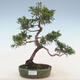 Venkovní bonsai - Juniperus chinensis -Jalovec čínský - 1/2