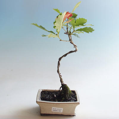 Venkovní bonsai-Quercus robur-Dub letní - 1