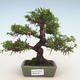 Venkovní bonsai - Juniperus chinensis Itoigawa-Jalovec čínský - 1/5