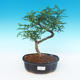 Pokojová bonsai - Zantoxylum piperitum - Pepřovník - 1/4