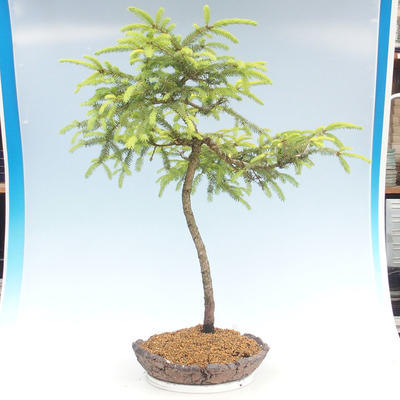 Venkovní bonsai - Picea orientalis - smrk