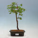 Venkovní bonsai - Javor dlanitolistý oranžový - Acer palmatum KATSURA - 1/4