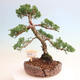 Venkovní bonsai - Juniperus chinensis Kishu-Jalovec čínský - 1/4