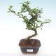 Pokojová bonsai - Carmona macrophylla - Čaj fuki PB2191969 - 1/5