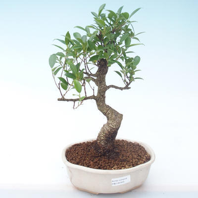 Pokojová bonsai - Ficus retusa -  malolistý fíkus PB2191916 - 1