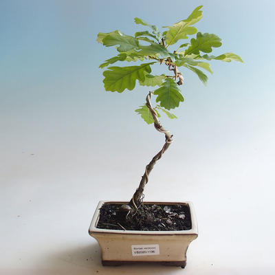 Venkovní bonsai-Quercus robur-Dub letní - 1