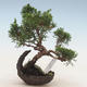 Venkovní bonsai - Juniperus chinensis -Jalovec čínský - 1/2