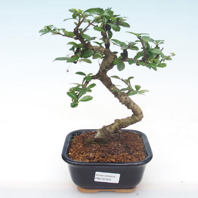 Pokojová bonsai - Carmona macrophylla - Čaj fuki PB2191970 - 1