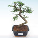 Pokojová bonsai - Carmona macrophylla - Čaj fuki PB2191970 - 1/5