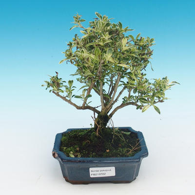Pokojová bonsai - Serissa foetida Variegata - Strom tisíce hvězd - 1