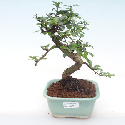 Pokojová bonsai - Carmona macrophylla - Čaj fuki PB2191972 - 1