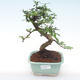 Pokojová bonsai - Carmona macrophylla - Čaj fuki PB2191972 - 1/5