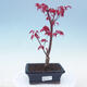 Venkovní bonsai - Javor palmatum DESHOJO - Javor dlanitolistý - 1/4