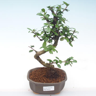 Pokojová bonsai - Carmona macrophylla - Čaj fuki PB2191974 - 1