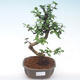 Pokojová bonsai - Carmona macrophylla - Čaj fuki PB2191974 - 1/5