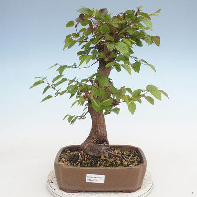 Venkovní bonsai -Carpinus CARPINOIDES - Habr korejský - 1