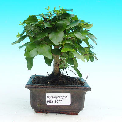 Pokojová bonsai - Ptačí zob PB215977 - 1