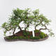 Pokojová bonsai - Ulmus parvifolia - Malolistý jilm - 1/5