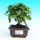 Pokojová bonsai - Ptačí zob PB215977 - 1/3