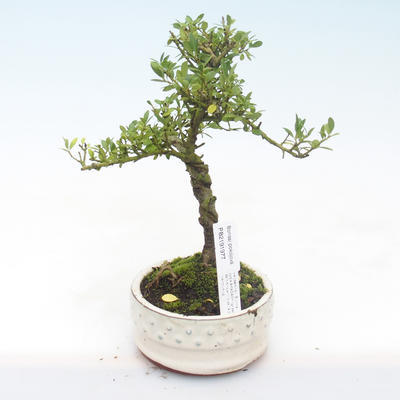 Pokojová bonsai - Ilex crenata - Cesmína PB2191977