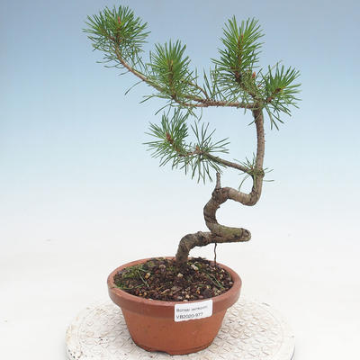 Venkovní bonsai - Pinus Sylvestris - Borovice lesní - 1