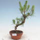 Venkovní bonsai - Pinus Sylvestris - Borovice lesní - 1/2