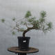 Yamadori - Pinus sylvestris - borovice lesní - 1/5